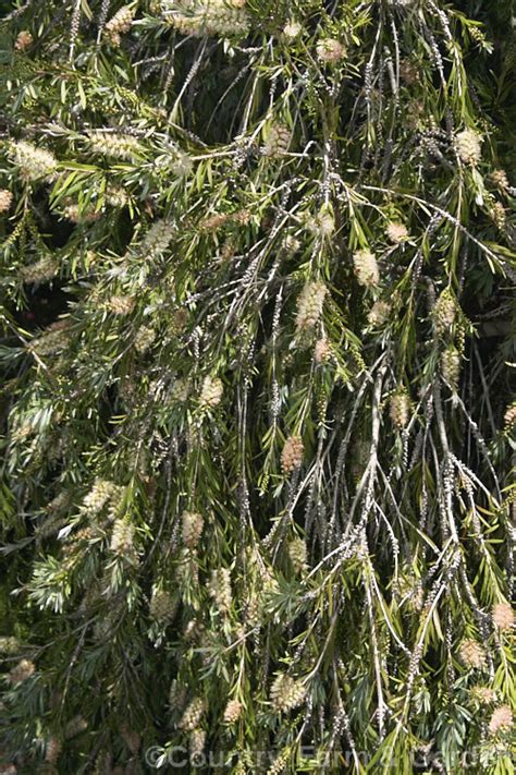 Melaleuca Paludicola Photo At Pictures Of Plants Stock Image Library