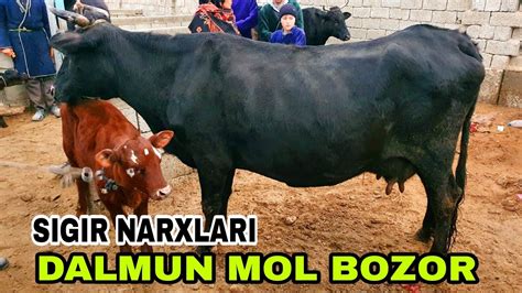 Ona Bola Sigir Va Bugoz Sigir Narxlari Buxoro Jondor Mol Bozor