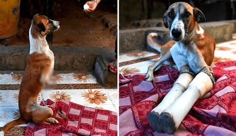 Facebook viral Perrita callejera atropellada por tren recibe prótesis