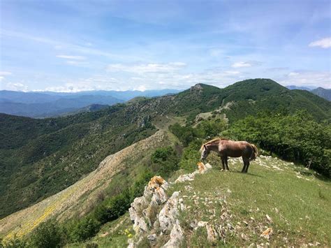 Cavallo Sul Monte Acuto Passeggiare In Liguria