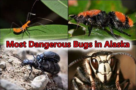 Dangerous Bugs In Alaska Wild Insects