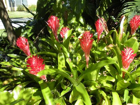 Roberts Tropical Paradise Garden Bountiful Bromeliads Abound In Garden