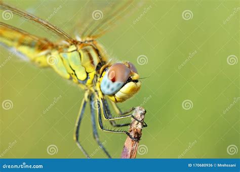 The Closeup Of Dragonfly Compound Eyes In Green Background , Anisoptera ...