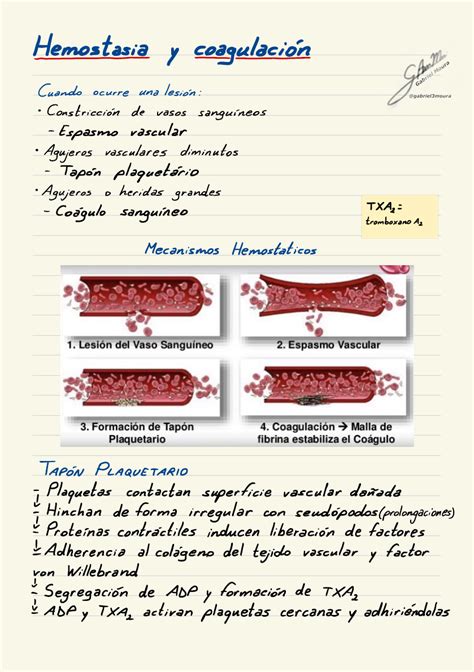 Hemostasia Y Coagulaci N Fisiologia Fisiologia I