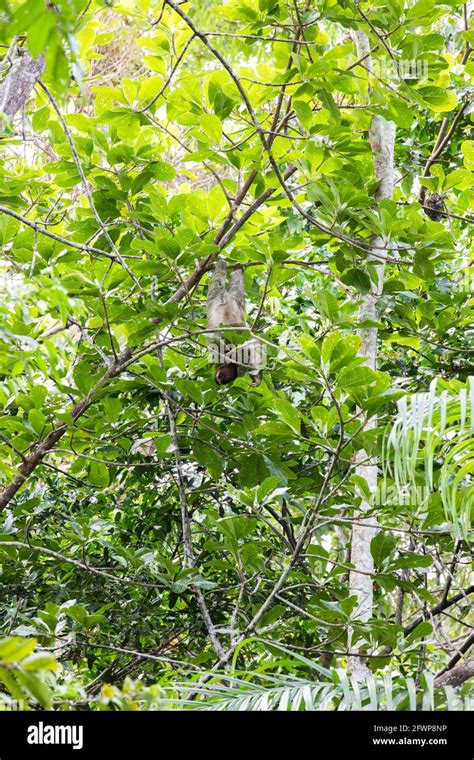 The Brown Throated Three Toed Sloth Bradypus Variegatus In The Tree