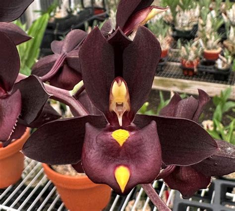 Sunset Valley Orchids Superior Hybrids For Orchid Growers