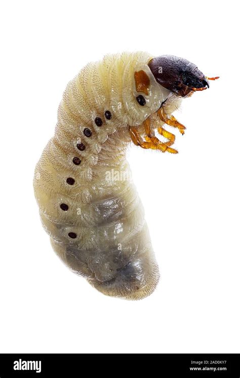 Rhino Beetle Larvae