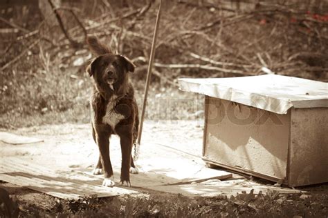 angry black white dog | Stock image | Colourbox