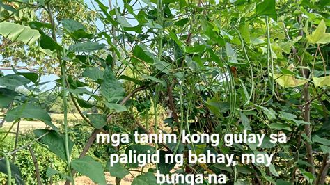 Mga Tanim Kong Gulay Sa Paligid Ng Bahay May Bunga Na YouTube