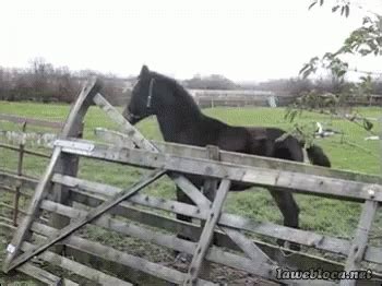 Horse Fail GIFs | Tenor