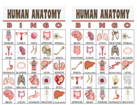 Human Anatomy Human Body Bingo Game Human Organs Digital Etsy