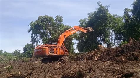 Land Clearing Kebun Sawit Pembersihan Lahan Sawit Baru Di Hutan Rimba