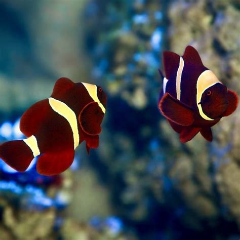 Gold Stripe Maroon Clownfish Rock N Critters