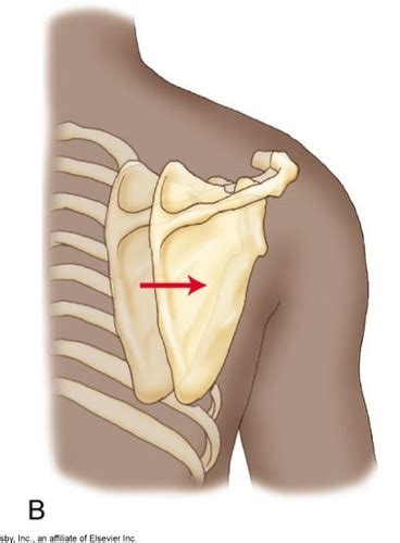 K Identify Scapular Motions Degrees Flashcards Quizlet