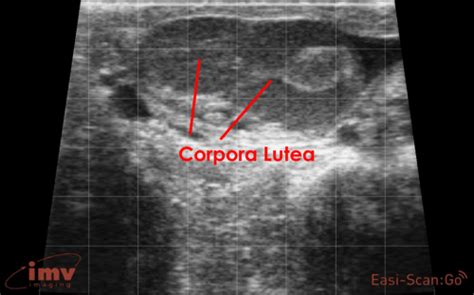 Evaluation Of Ovarian And Uterine Structures In Cows Imv Imaging