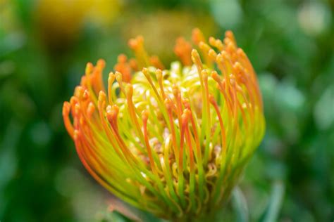 "Pincushion Protea" Images – Browse 259 Stock Photos, Vectors, and Video | Adobe Stock