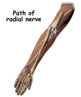 Radial Nerve: Flossing Radial Nerve