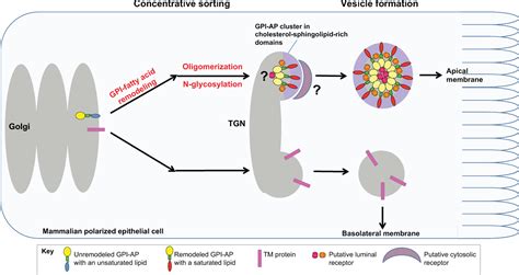 Pdf Sorting Of Gpi Anchored Proteins From Yeast To Mammals Common Pathways At Different