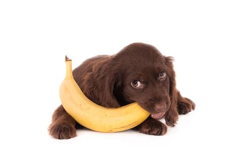 Can Dogs Eat Bananas The Pet Lovers Club