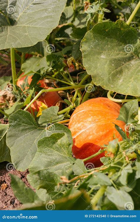 Calabaza Que Crece En El Huerto Calabaza Calabazas En Crecimiento