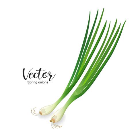 3800 Scallion Stock Illustrations Royalty Free Vector Graphics