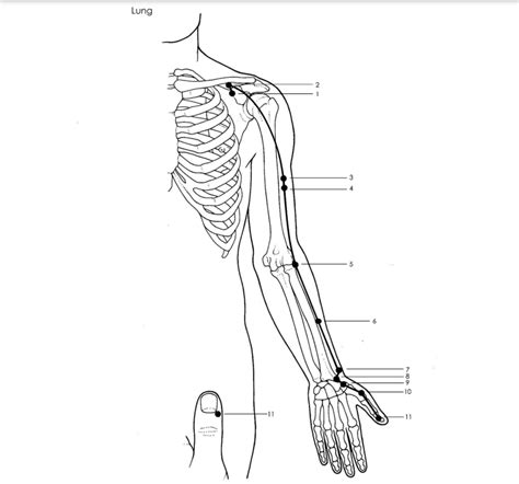 Acupuncture Lung Meridian Good Shepherd