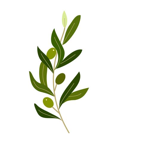 Branch Of Olive With Fruit And Leaves Png