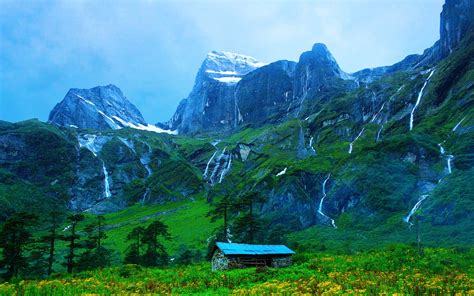 Yellow petaled flower, Nepal, Himalayas, Varun Valley, cabin HD wallpaper | Wallpaper Flare