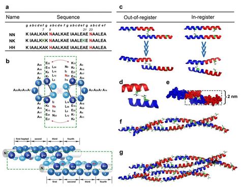 Peptide Design A Primary Sequences Of The Designed Helical Peptides