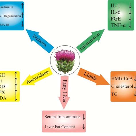 Pharmacological Effects Of Silymarin Download Scientific Diagram