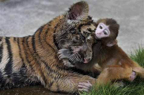 Heartwarming pictures of the baby monkey which made friends with a TIGER | Daily Mail Online