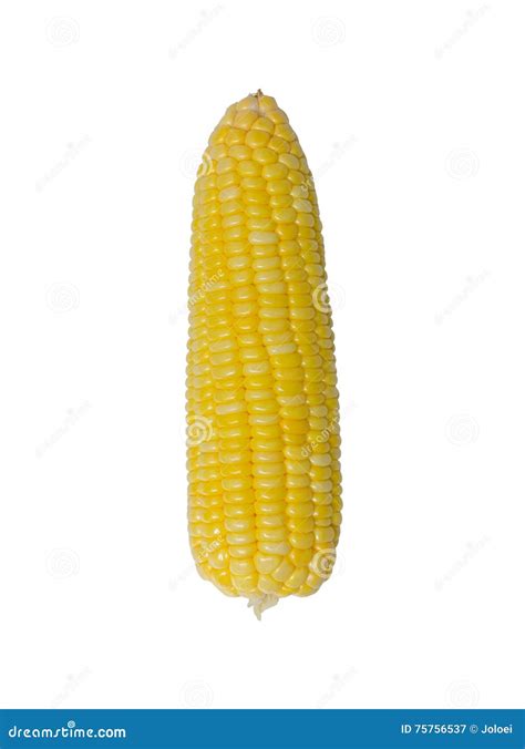 Sweet Corn Stock Image Image Of Farm Natural Ripe 75756537