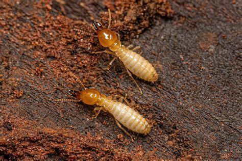 How To Handle A Termite Infestation Termite Control