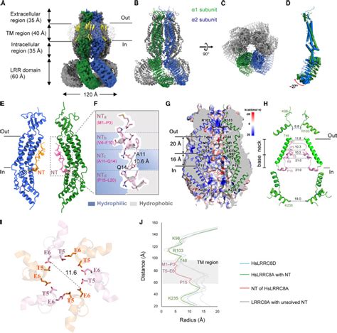 Structural Insights Into Anion Selectivity And Activation Mechanism Of