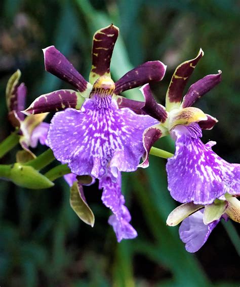 25 Types of Orchids You Can Grow and Keep