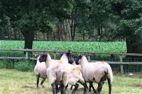 20 Suffolk Cross Breeding Ewes Sellmylivestock The Online Livestock