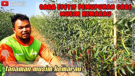 Cabe Lokal Berbuah Lebat Part Pupuk Paling Tepat Musim Kemarau Agar