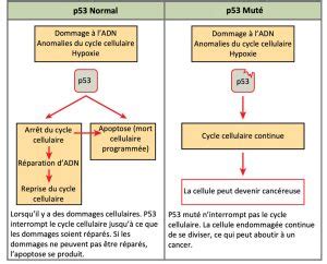 10 4 Le cancer et le cycle cellulaire Introduction à la biologie