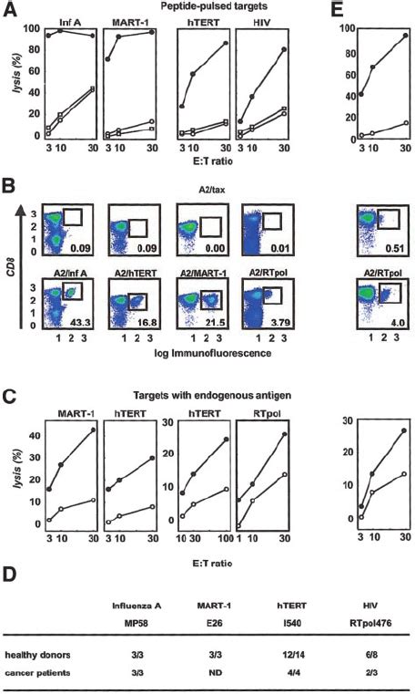 Induction Of CTL Responses Against Peptides Derived From Viral And