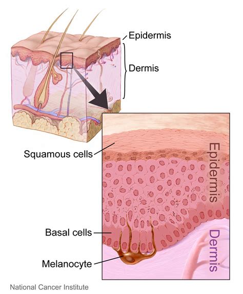 Layer Of The Skin Diagram