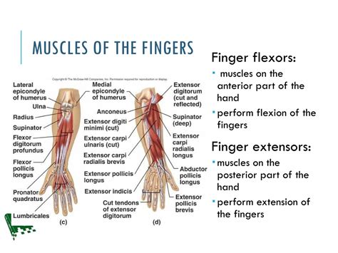 Ppt Hand And Wrist Skeletal Anatomy Powerpoint Presentation Free