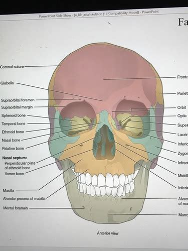 Axial Skeleton Facial Bones Flashcards Quizlet