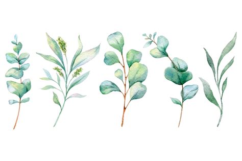 Premium Vector Eucalyptus Watercolor Illustration Hand Panted