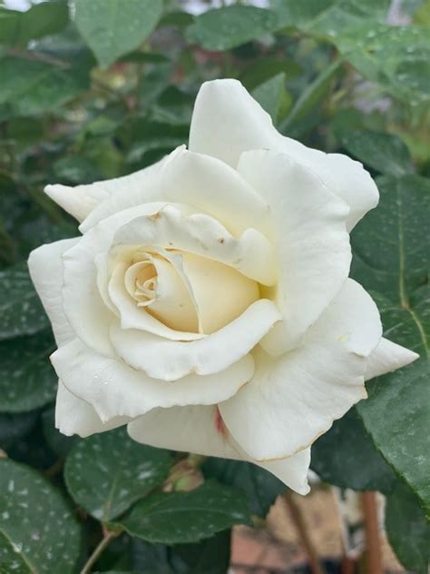 Rose Pascali 3ft Std 250mm Garden Feast