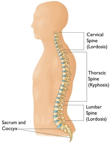 Day Vertebral Column And Spinal Cord Flashcards Quizlet