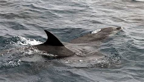 What Animals are the Prey of Dolphins? | Sciencing