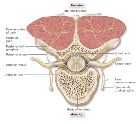 Chapter 14 Spinal Cord And Spinal Nerves Review Flashcards Quizlet