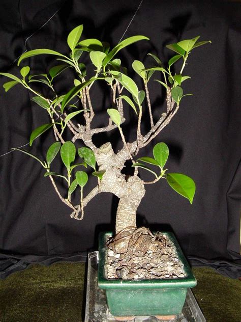 Mise En Forme D Un Ficus Les Chuhin Et Autres Grands Bonsa