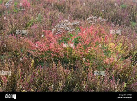 Salicornia salt marsh hi-res stock photography and images - Alamy