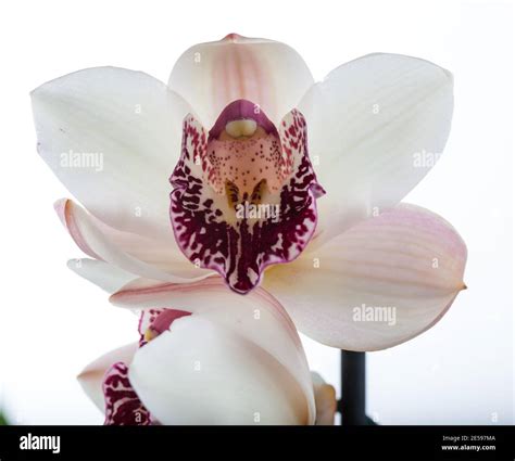 Boat Orchid Cymbidium Orchidaceae Stock Photo Alamy